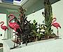 Floridian Dream Holiday home Floridian Dream, United States, Florida, Bonita Springs, Bonita Springs: Villa